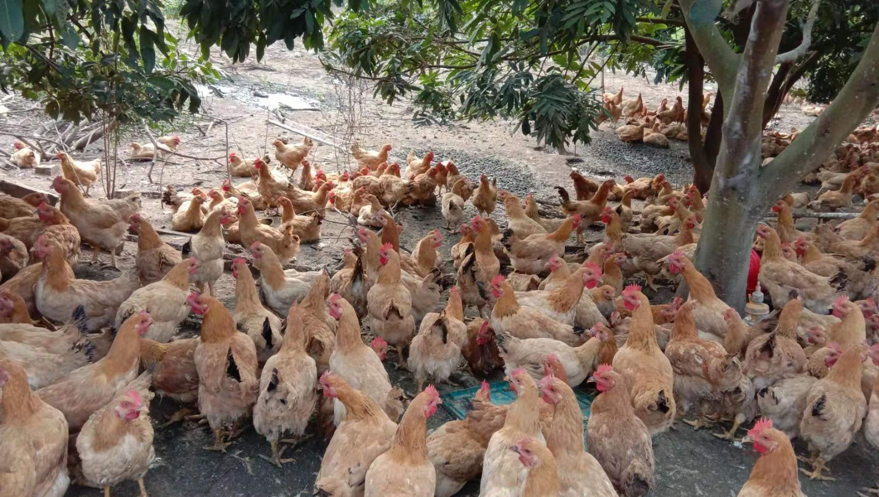 [三黄鸡批发] 三黄鸡鸡项,120天快生蛋,四斤重左