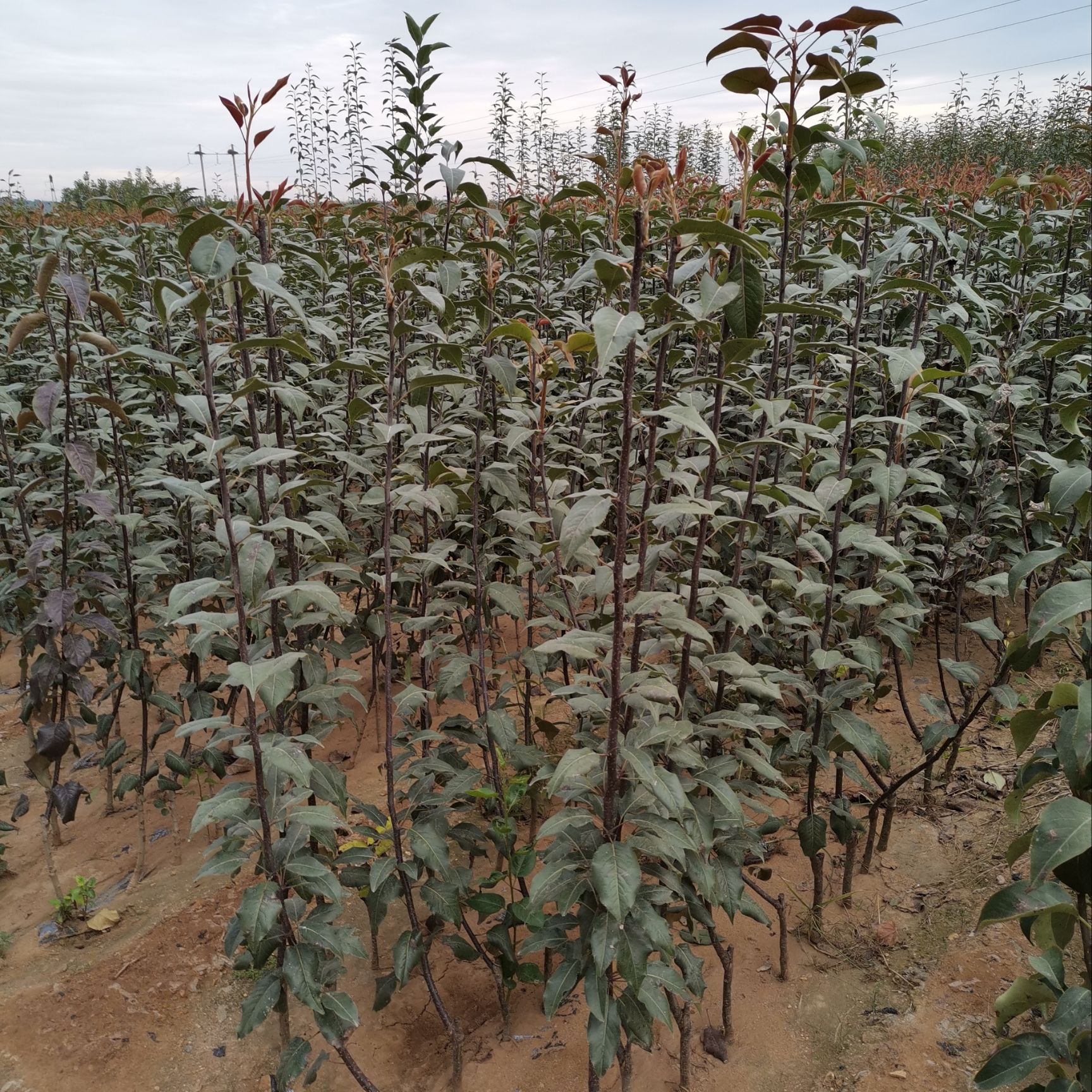  早酥红梨树苗嫁接梨苗品种纯正现挖现售