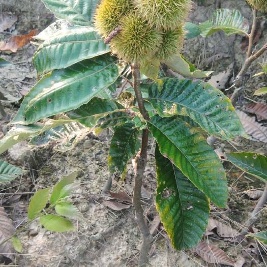 灵山县双季板栗树苗 早熟板栗嫁接苗