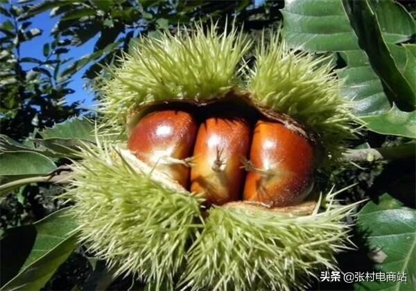 丹凤县商洛高生大板栗，甜糯可口，农户自产自销