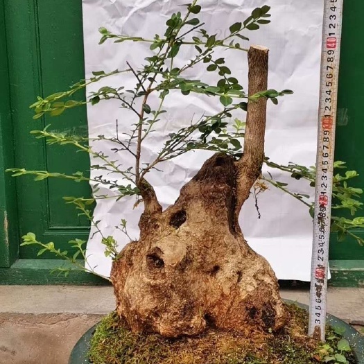 盘州市小叶黄杨
