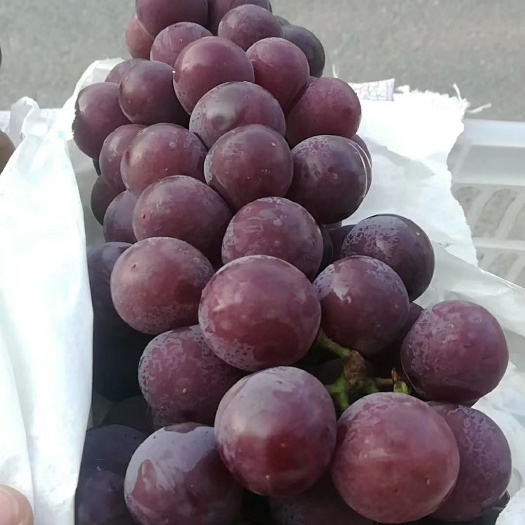 荥阳市 户太八号葡萄正值大量上市，有需要请联系我