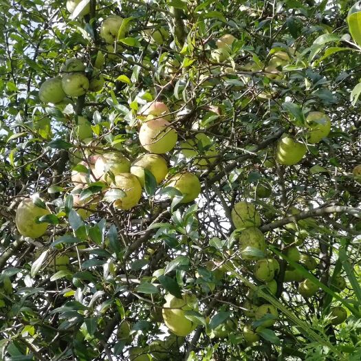芒市 本人有野生木瓜几十吨那位要