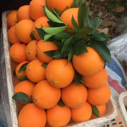 瑞金市纽荷尔脐橙  自产现摘