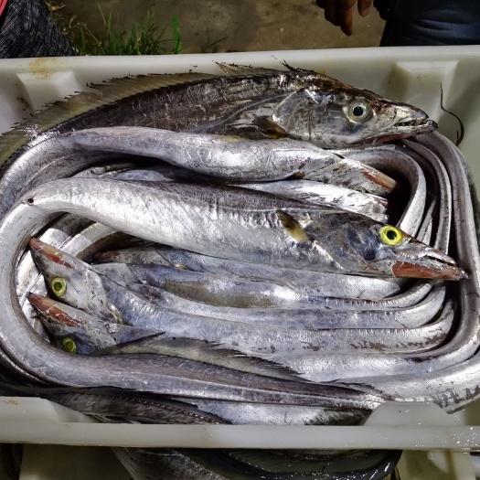 北海 北部湾大黄眼带鱼