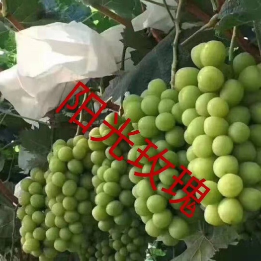平邑县阳光玫瑰葡萄苗  阳光玫瑰嫁接苗，品种纯正，技术指导！