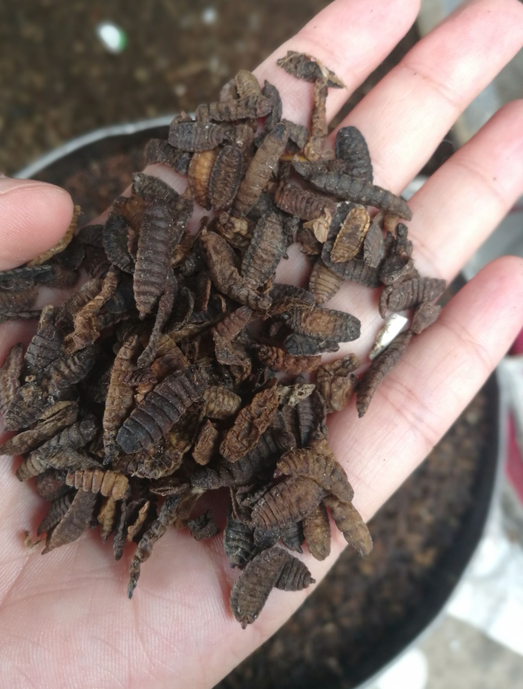 黑水虻虫干,餐厨喂养黑水虻幼虫,经热水烫死之后,进行晾晒而来