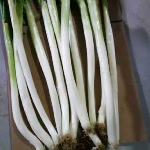 农安县五叶齐大葱 30~50cm 毛葱