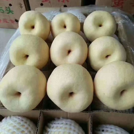 蒲城县 蒲城酥梨，面白，果点小，刻小，肉厚，甘甜可口