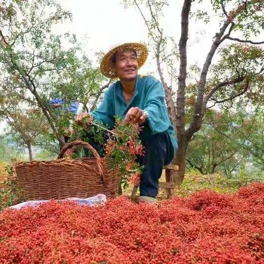 济南红花椒 大山里的绿色农产，希望大家支持一下老百姓