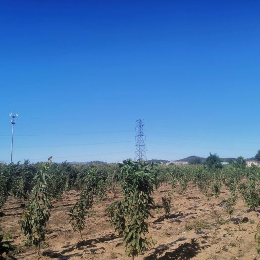 大连美早苗 美早，金顶红，俄八成品苗出售
