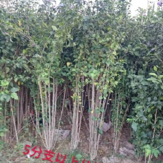 定州市大花木槿  河北定州木槿丛生多分枝独杆花期长粉花绿化苗木花苗