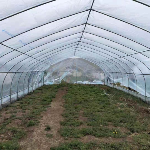 泊头市种植大棚