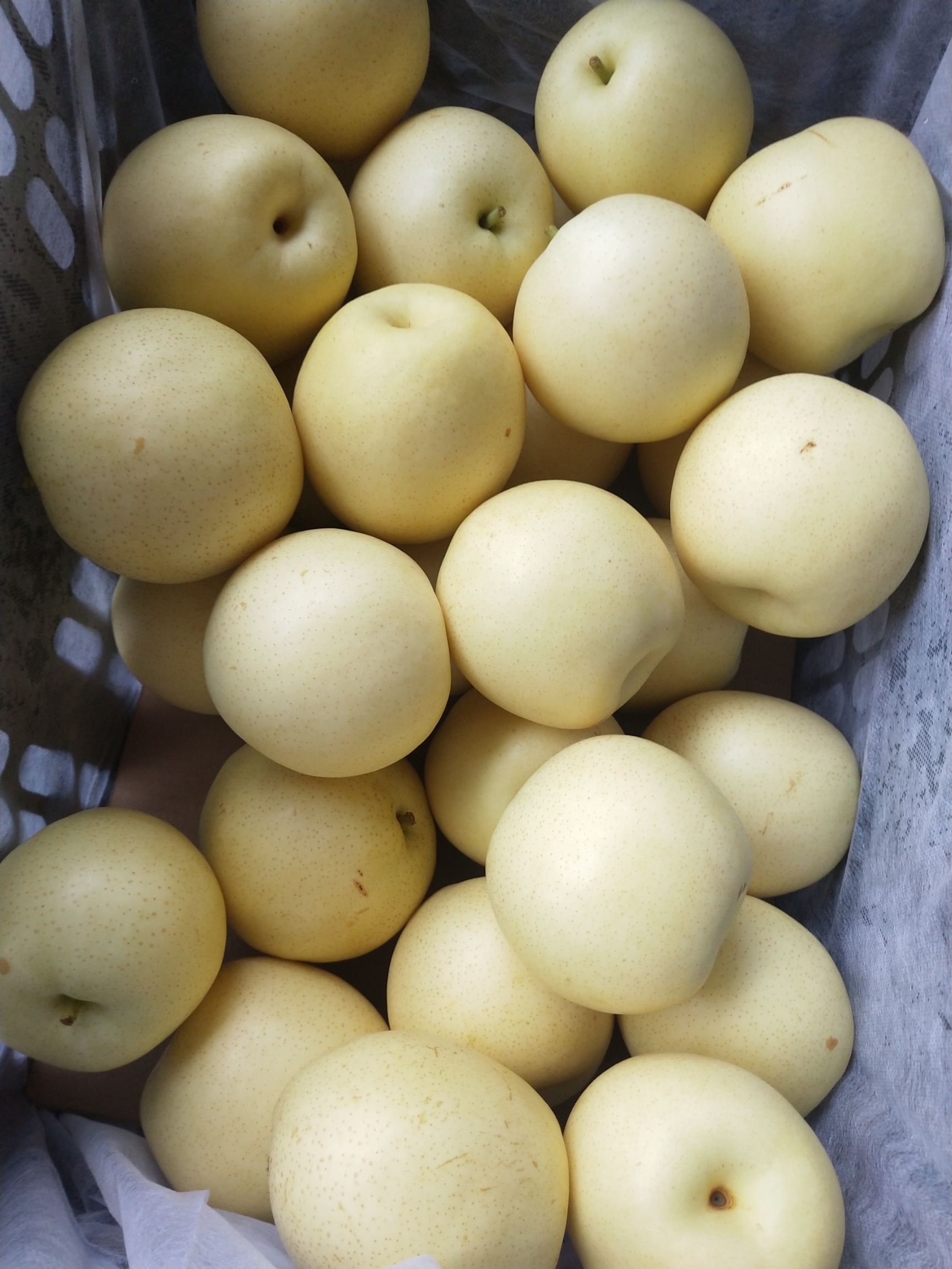 梨 皇冠梨