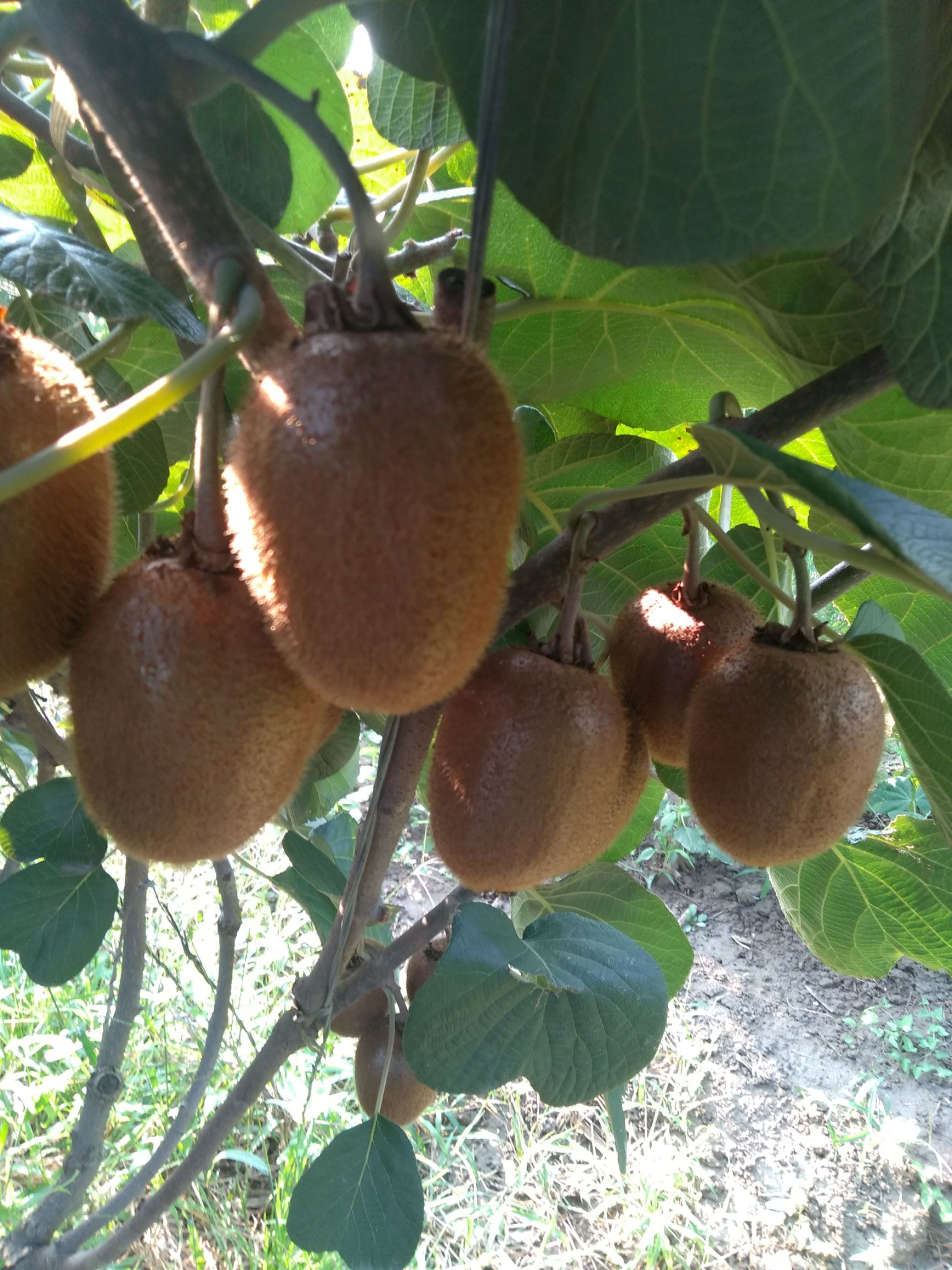 徐香猕猴桃 徐香