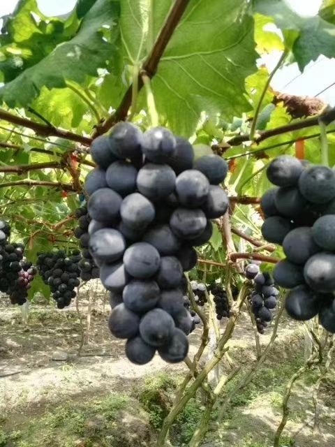 周宁县 高山晚熟葡萄 纯山泉水灌溉 不打农药、催熟剂、膨大剂