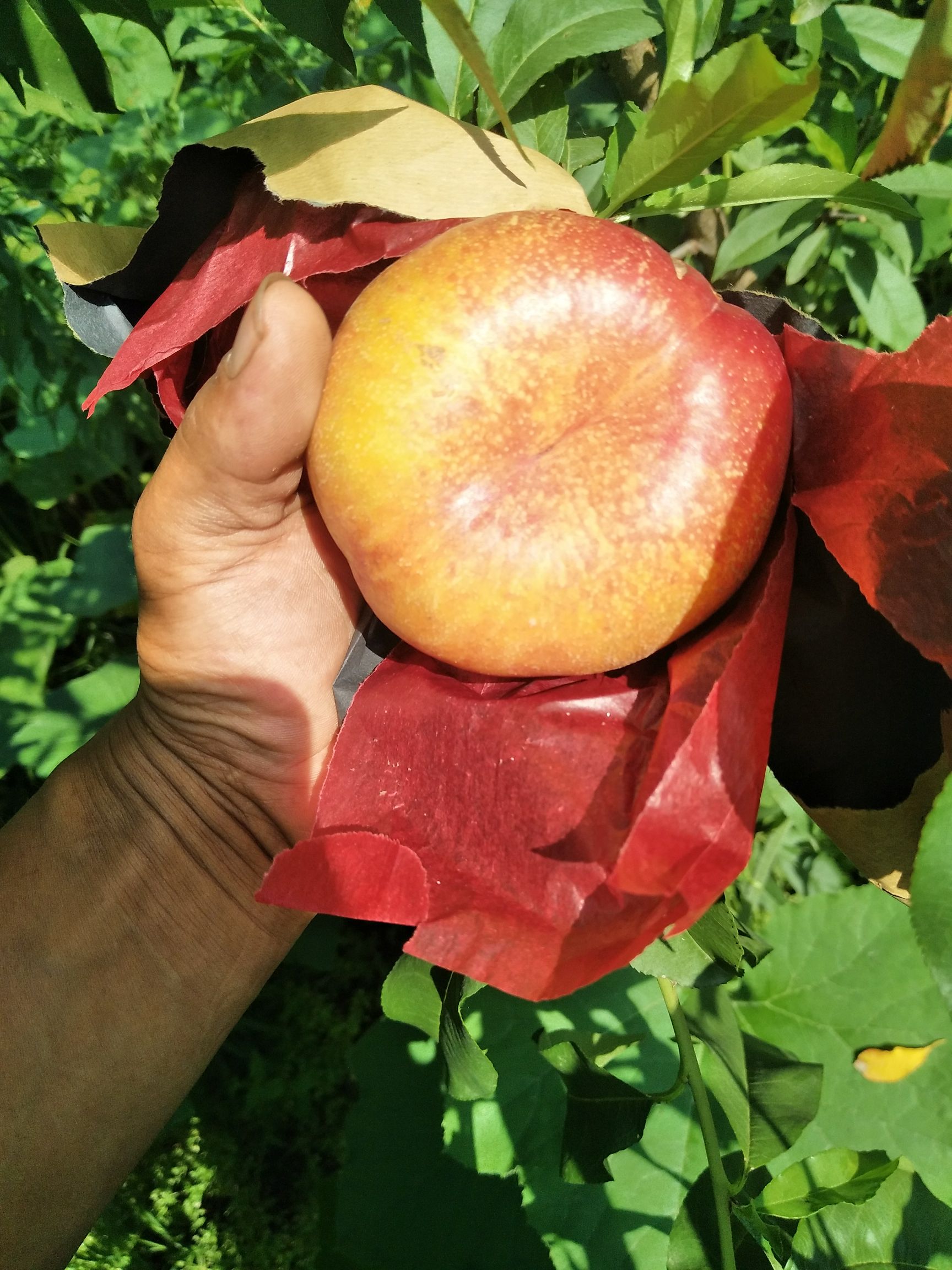 中油蟠7号桃苗 新品种桃苗中油蟠9号