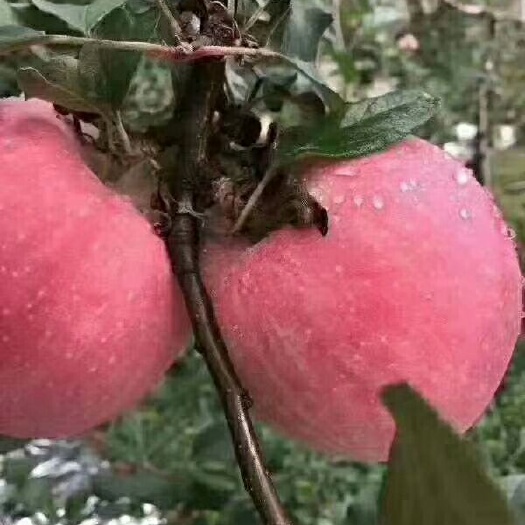  自家生产套袋富士苹果