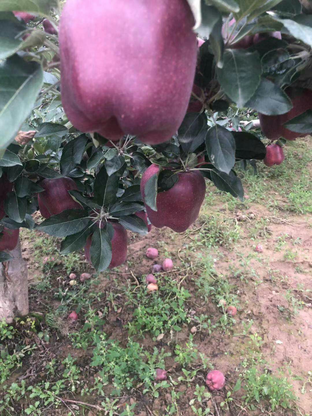  甘肃天水花牛苹果