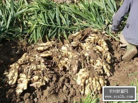 安溪县仔姜 本地姜