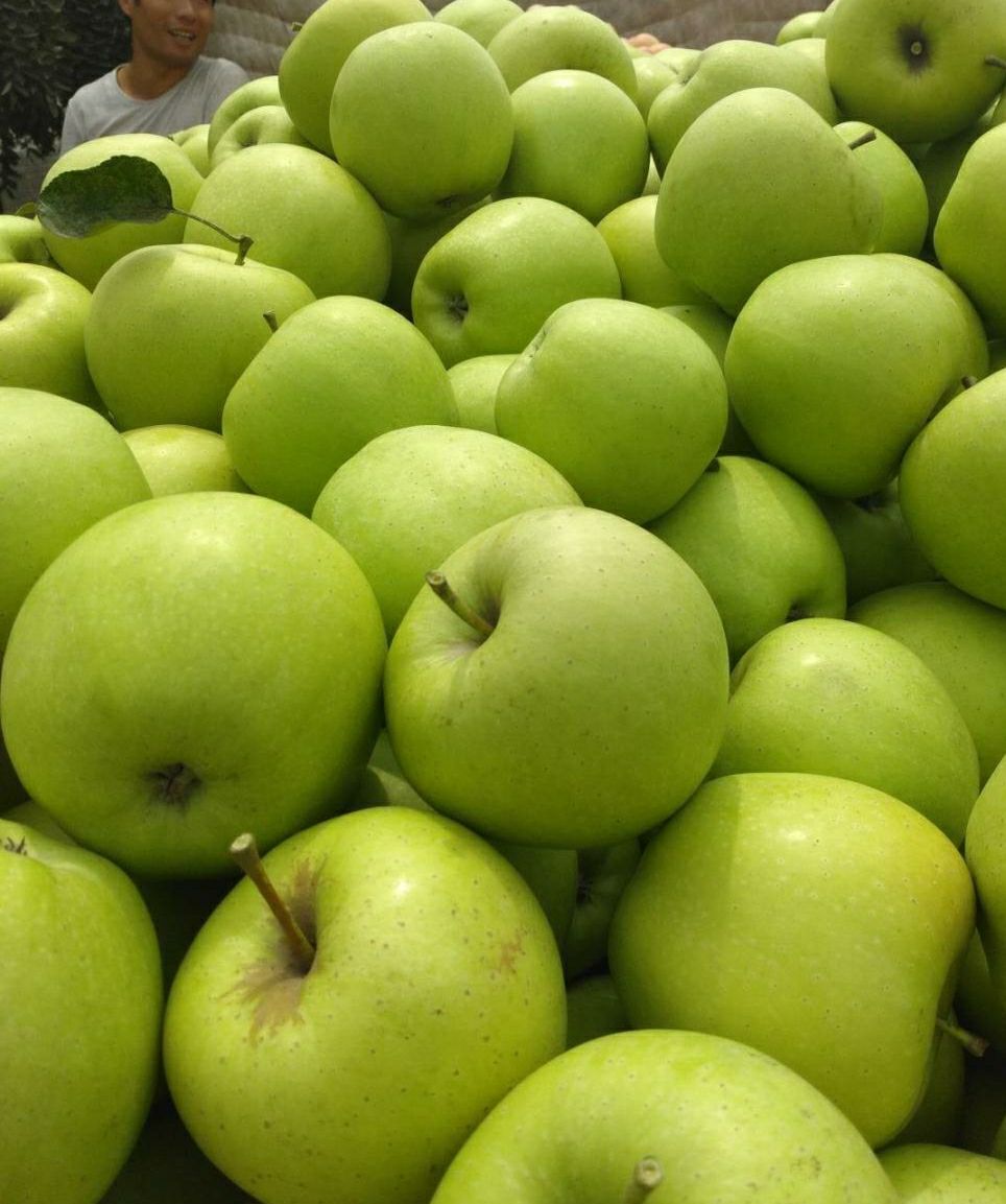 出售黄元帅苹果