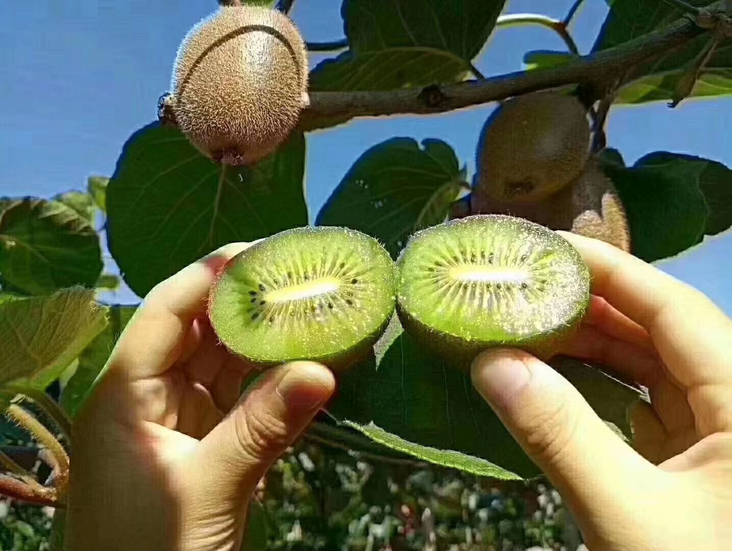 徐香猕猴桃 “
绿色水果，，天然的VC🥝🥝🥝