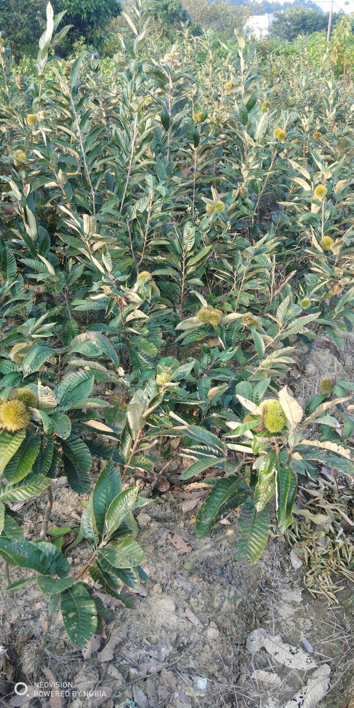 油栗苗 0.5~1米 嫁接苗