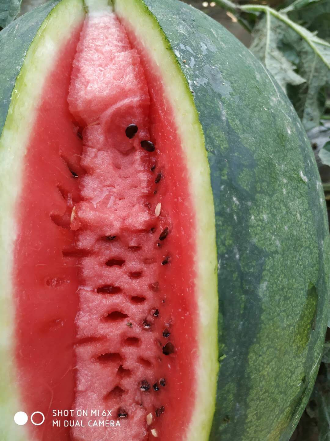 龙卷风西瓜种子  帝富龙耐重茬瓜码密易做果