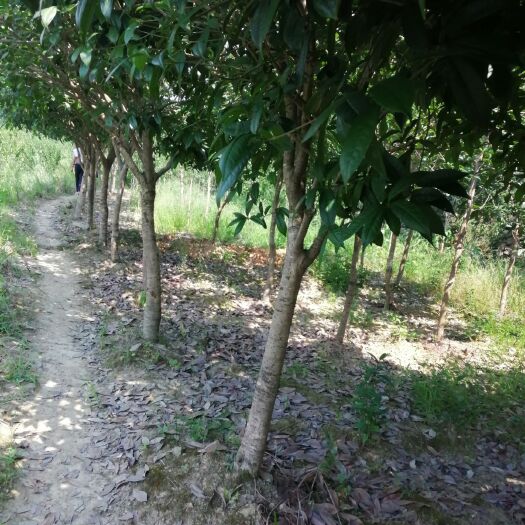 思南县普通桂花树 四季桂八月桂