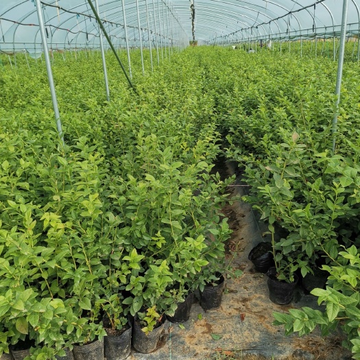 泰安 莱克西蓝莓苗 保品种 提供种植技术 莱克西蓝莓苗品种介绍
