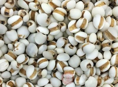 批发贵州薏米仁  生薏米仁 熟薏米仁 大粒薏米小粒薏米