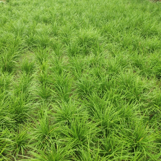 夏邑县玉龙草 麦冬苗子按亩出售