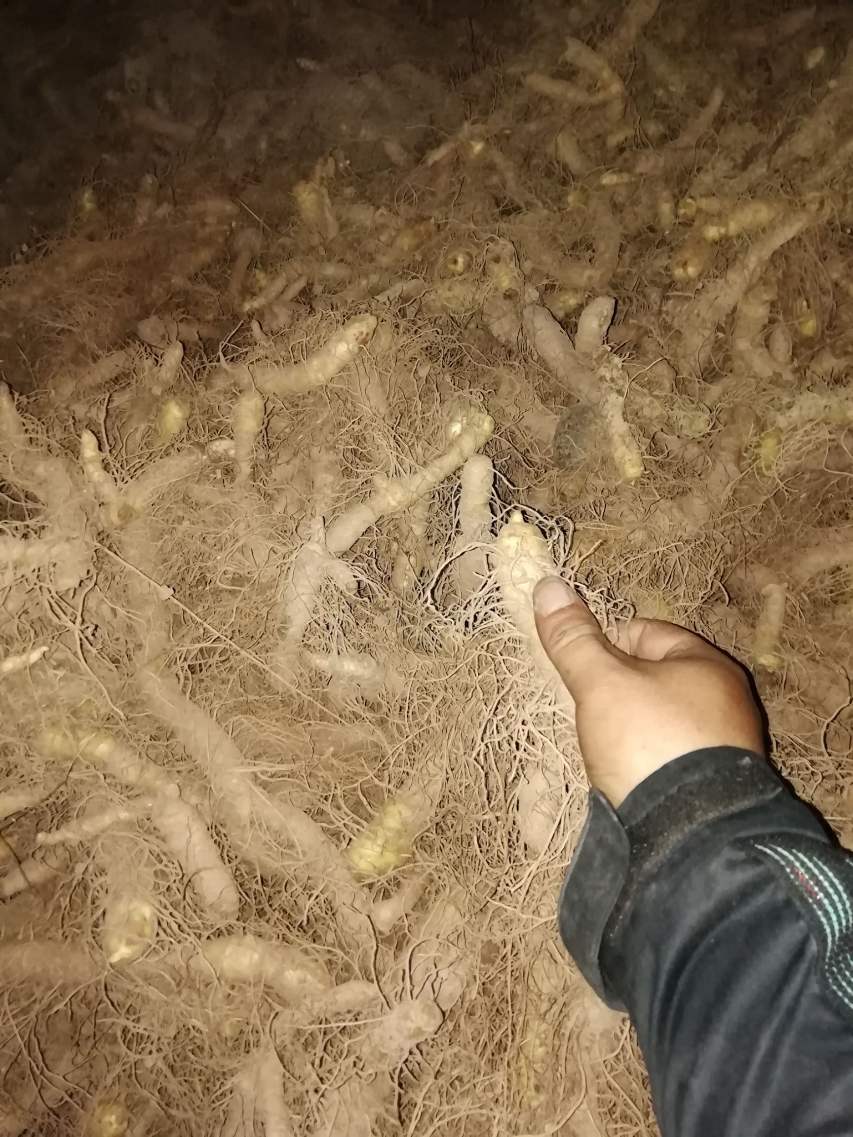 湘玉竹 2到3年的货品比较多