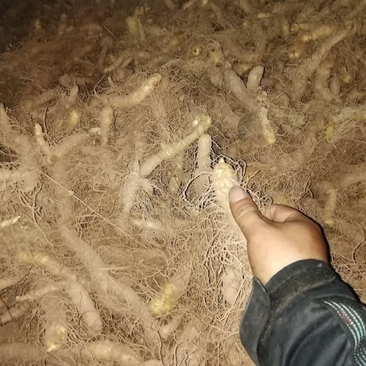 湘玉竹 2到3年的货品比较多