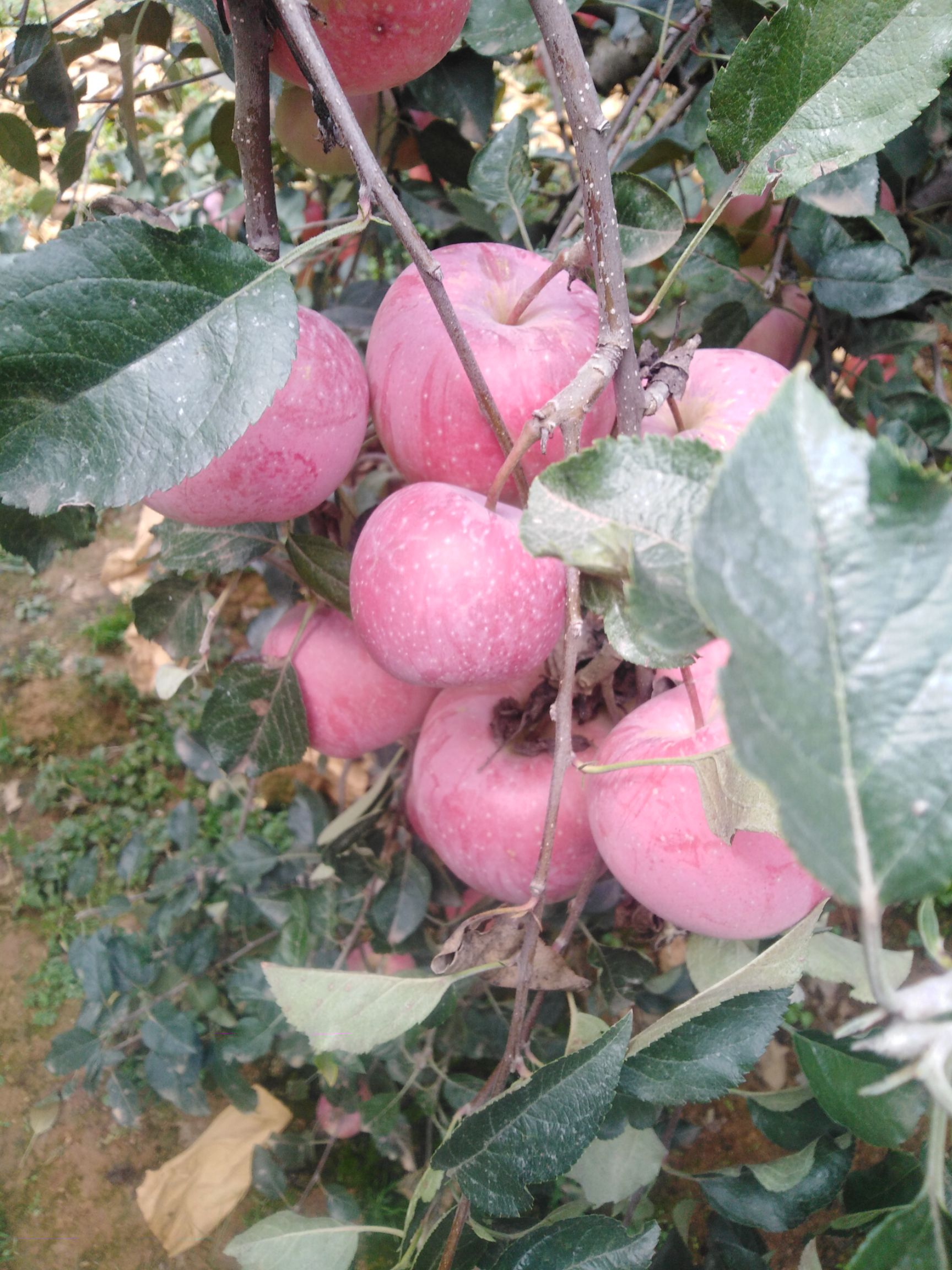  昭通丑苹果2001，皮薄，口感清脆香甜，大量供应，代办