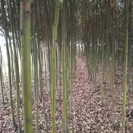 简阳市 香樟小叶樟