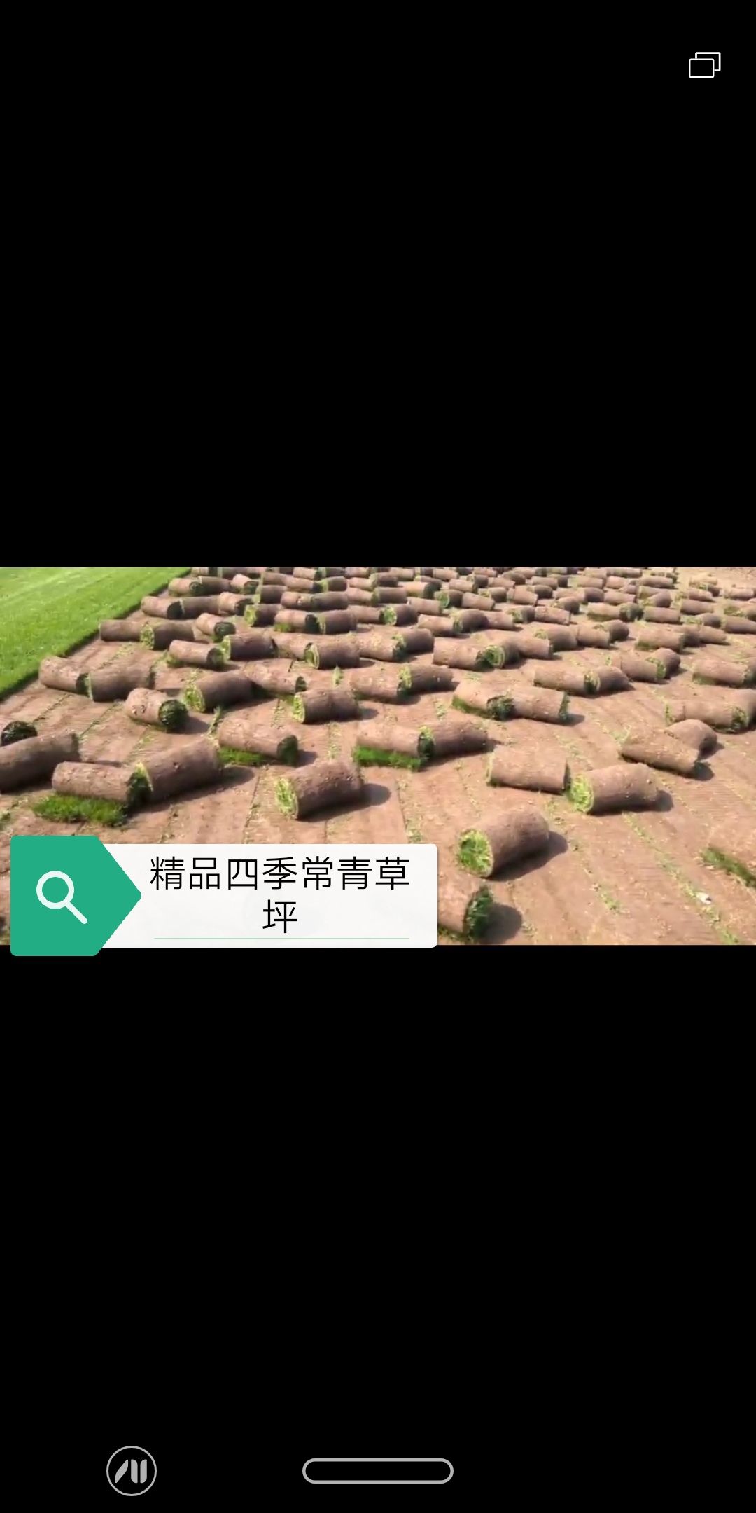 北京 北京草坪直销草坪价格草坪种植