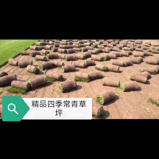  北京草坪直销草坪价格草坪种植