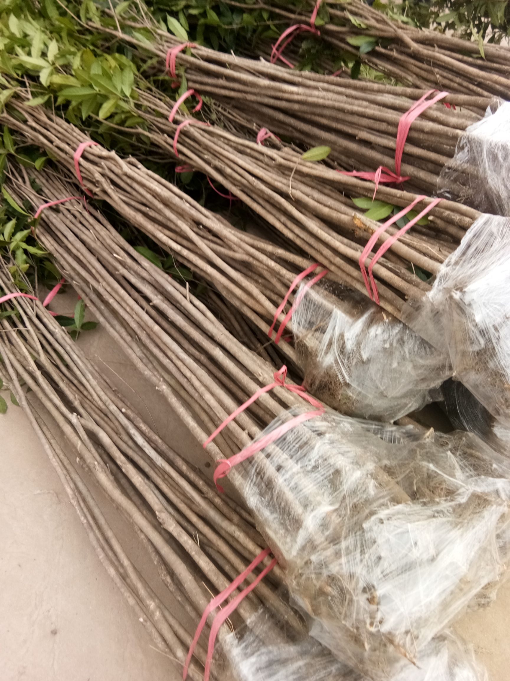 桂花树苗  八月黄花金桂花树小苗