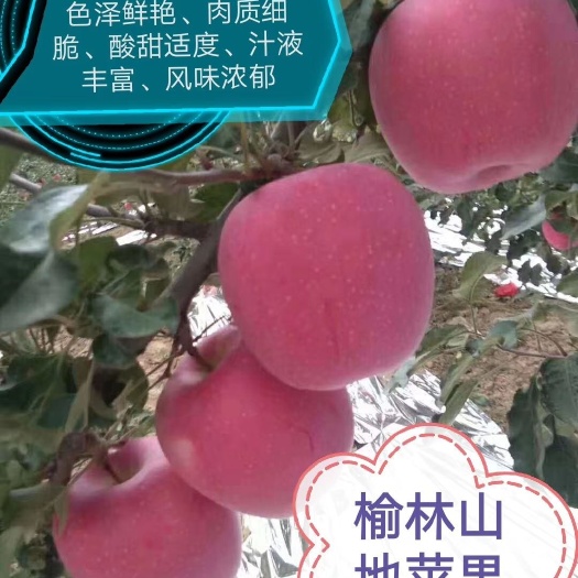 米脂县 陕西榆林山地富士苹果