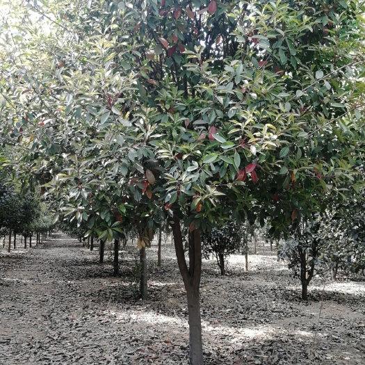 巩义市黄金桂花树 桂花，石楠，大叶女贞