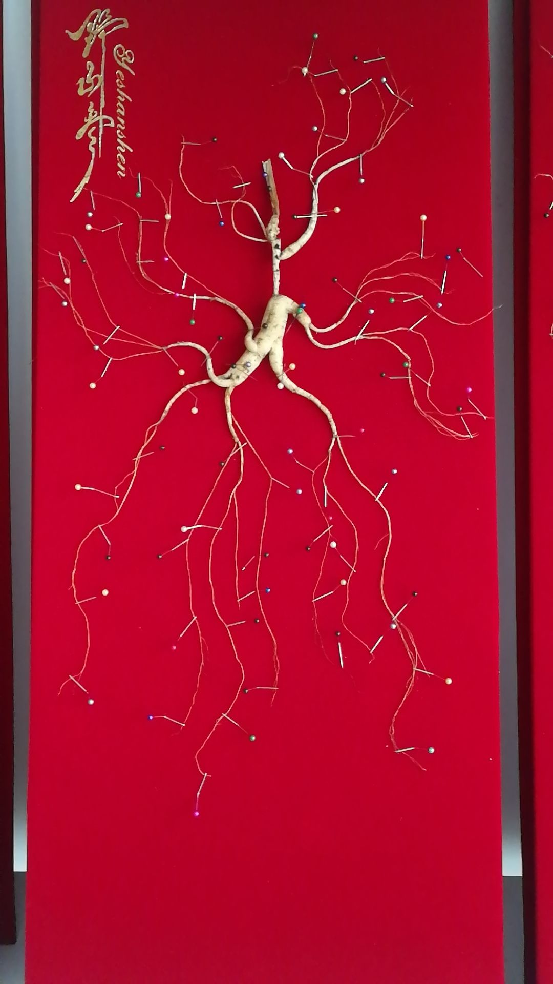 移山参 林参，80板精品礼盒装