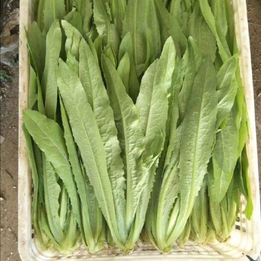 保定 精品油麦菜