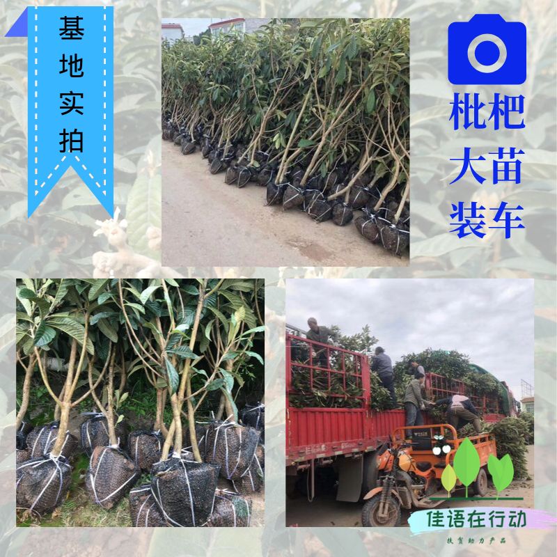 枇杷苗 四川嫁接枇杷苗 枇杷树苗批发