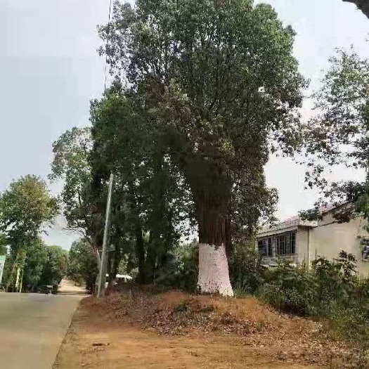 临沧 香樟树，直径一米以上古树都有、
