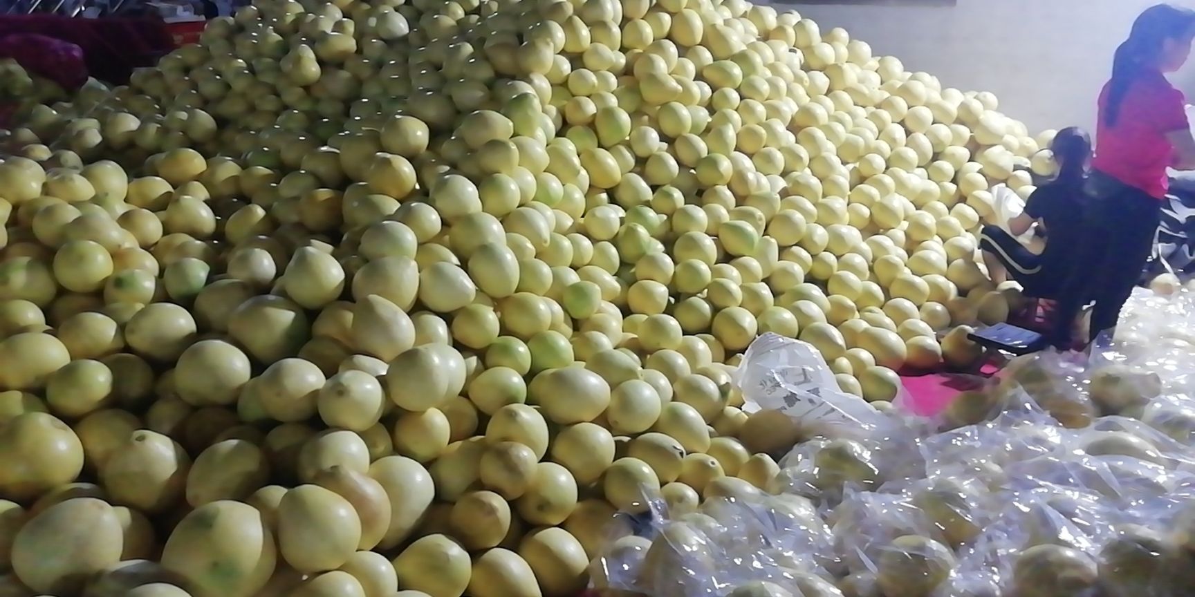 蜜柚 坐标:梅州梅县 自家果园种植 红心密柚 皮薄肉厚汁水多