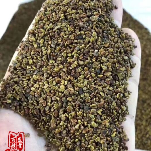 沭阳县 紫云英种子红花草籽养蜂蜜源紫云英草籽绿肥植物紫花苜蓿牧草种