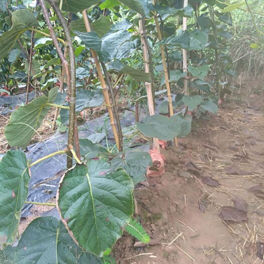 苍溪县红阳猕猴桃苗 正宗发源地苍溪红心红阳猕猴桃嫁接苗，品种纯度高假一培十。