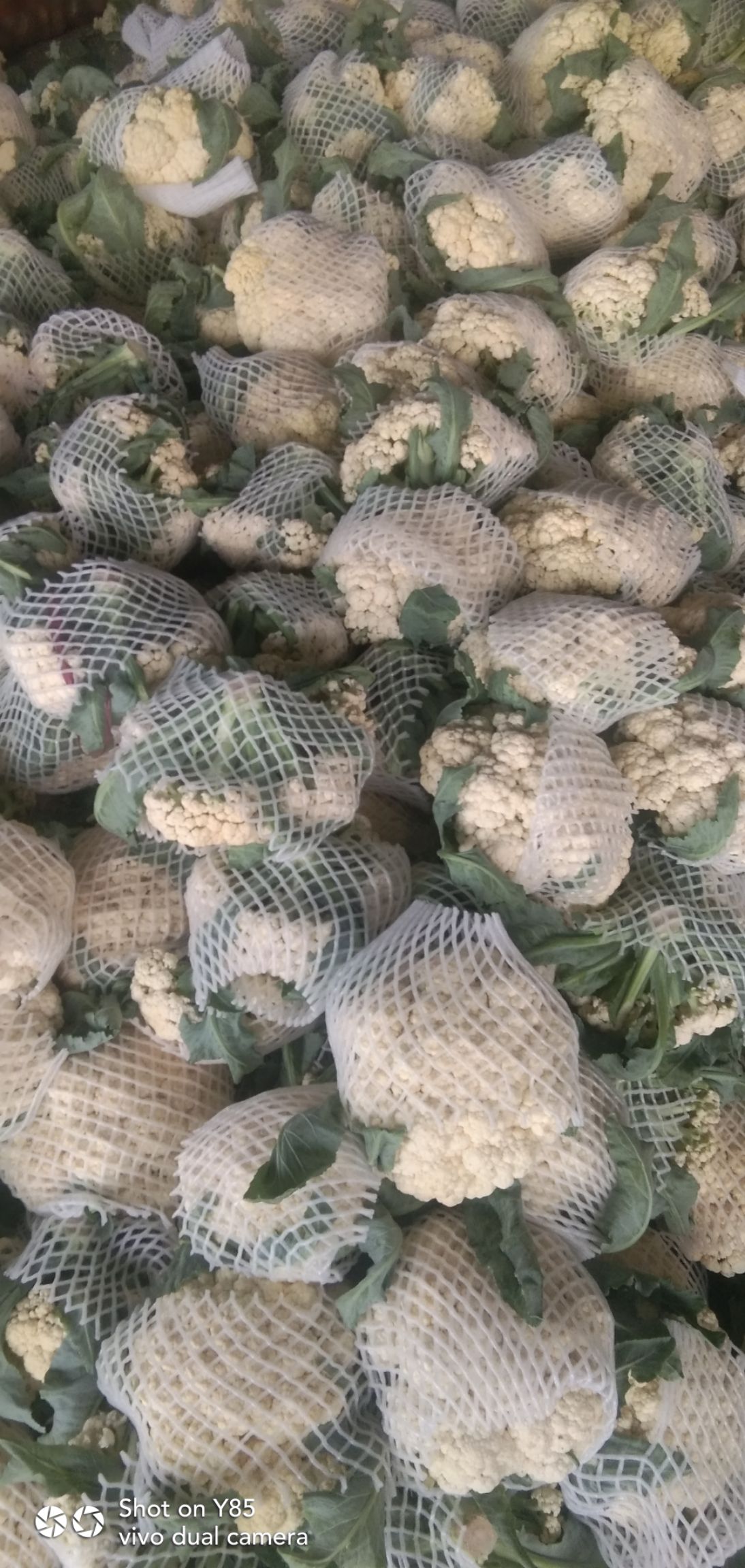 有机花菜  有机花大量上市