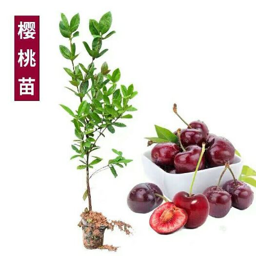 平邑县 车厘子樱桃苗，包品种，包结果，包成活